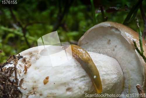 Image of Snail moving on a Boletus Mushroom