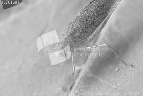 Image of Grasshopper over a Leaf, Italy