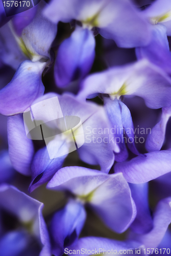 Image of Flowers on a Cannes Garden