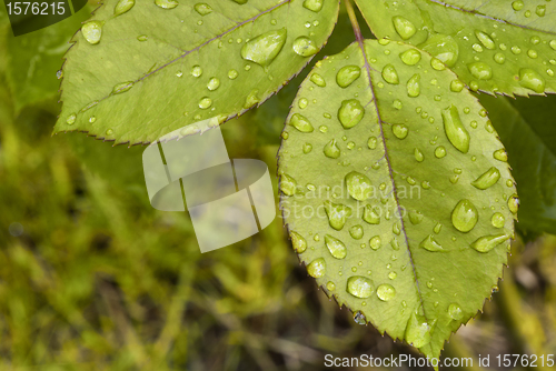 Image of Wet Leaves 