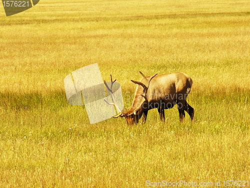 Image of Yellowstone Fauna