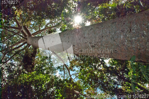 Image of Rain Forest on the road to Kuranda