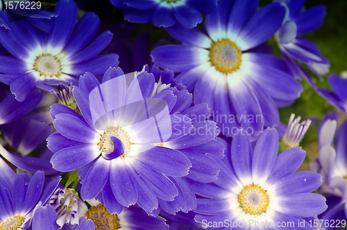 Image of Violet Flowers of Tuscany, Italy