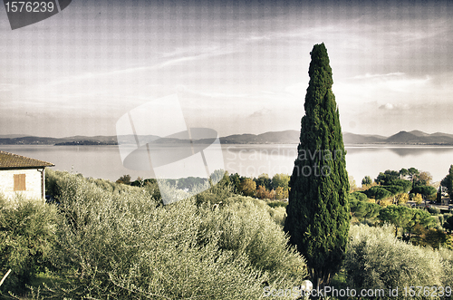 Image of Tree and Vegetation in Umbria