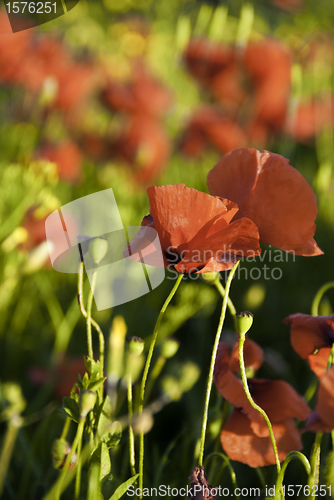 Image of Poppies Meadow, Tuscany