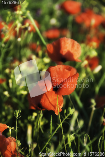 Image of Poppies Meadow, Tuscany