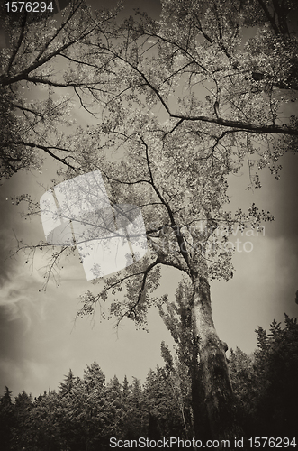 Image of Black and White view of Fonti del Clitunno in Umbria