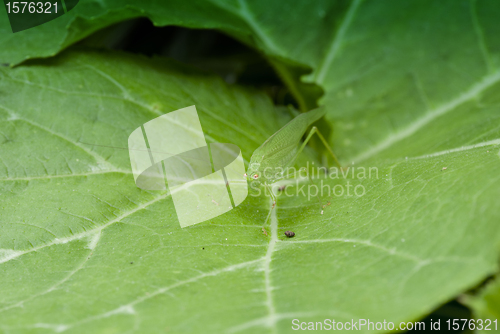 Image of Grasshopper over a Leaf, Italy