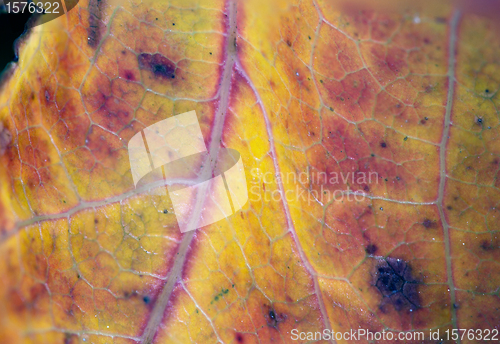 Image of Leaf Veins and Colors during Fall