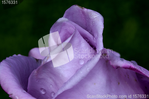 Image of Wet Purple Rose