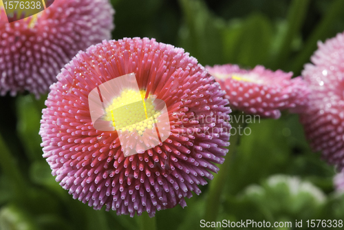 Image of Flowers on a Cannes Garden