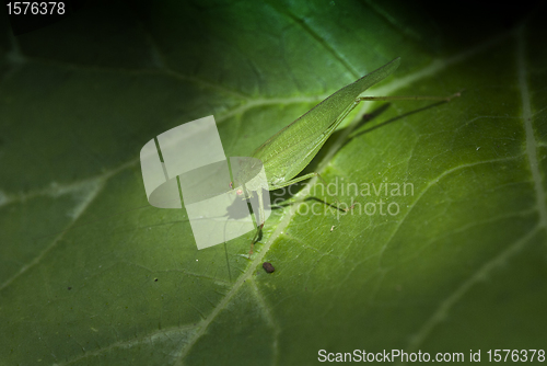 Image of Grasshopper over a Leaf, Italy
