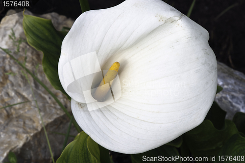 Image of Calla, Italy