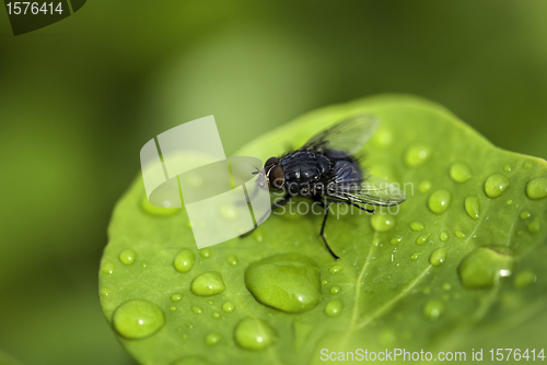 Image of Fly on a Wet Leaf, Cannes