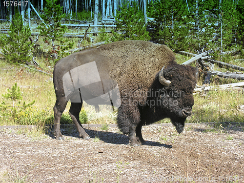 Image of Yellowstone Fauna