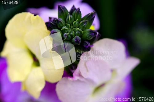 Image of Macro of Flowers in Tuscany, Italy