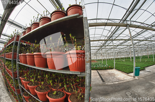 Image of Greenhouse Interior, Italy