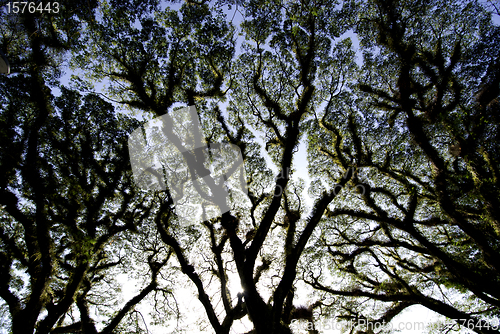Image of Textures of Bearded Mossman Trees, Australia