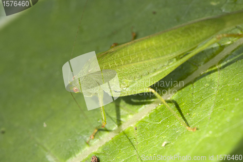 Image of Grasshopper over a Leaf, Italy