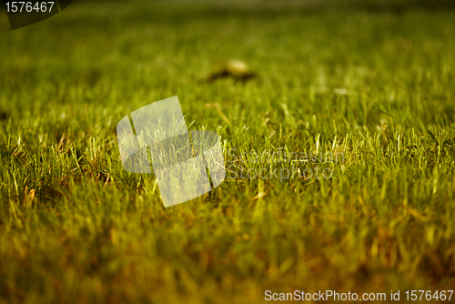 Image of Colors of Grass during Fall