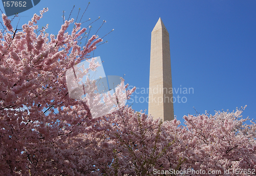 Image of Cherry blossom