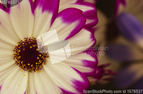 Image of Violet Flowers of Tuscany, Italy