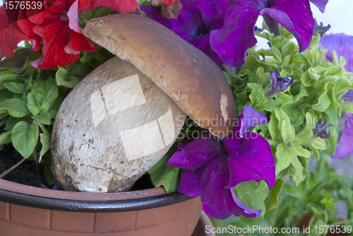 Image of Boletus Mushrooms Composition, Italy