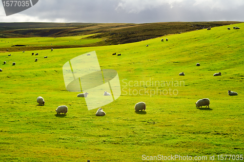 Image of Meadow with flock of sheeps