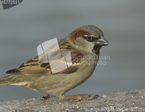 Image of House sparrow