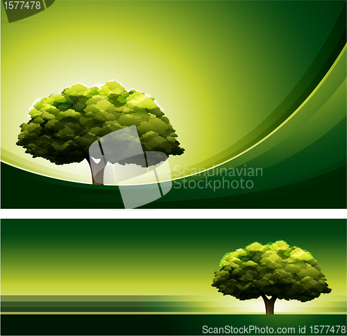 Image of Oak tree background