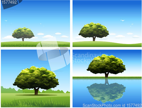 Image of Oak tree background