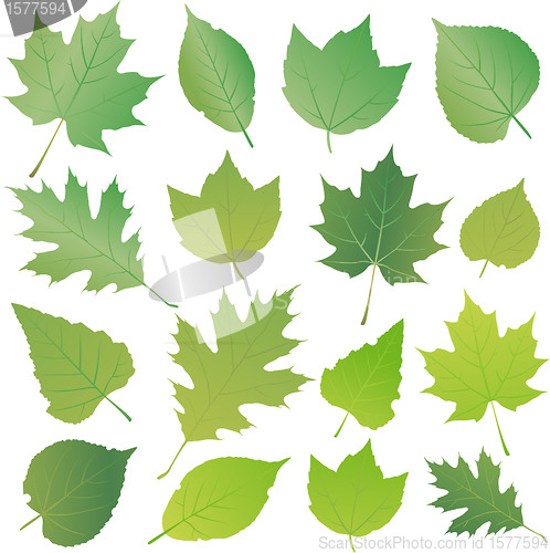 Image of Green leaf collection set