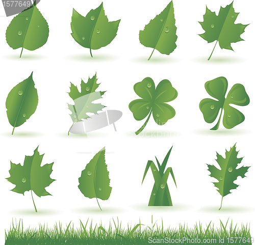 Image of Collection of green leaves isolated on white