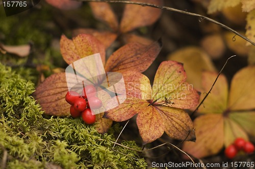 Image of Fall berry