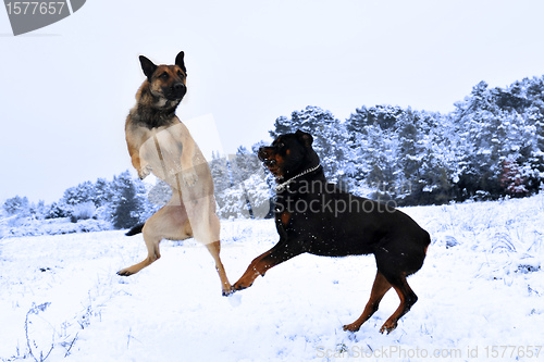 Image of dogs in snow