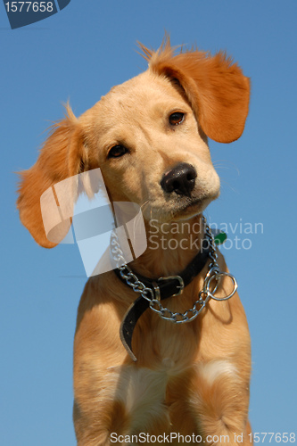 Image of puppy brittany spaniel