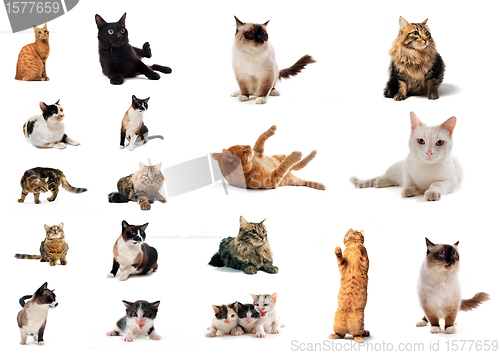 Image of group of cats