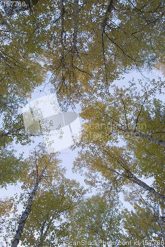 Image of Autumn colors under the sky