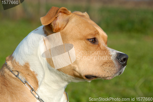 Image of american staffordshire terrier