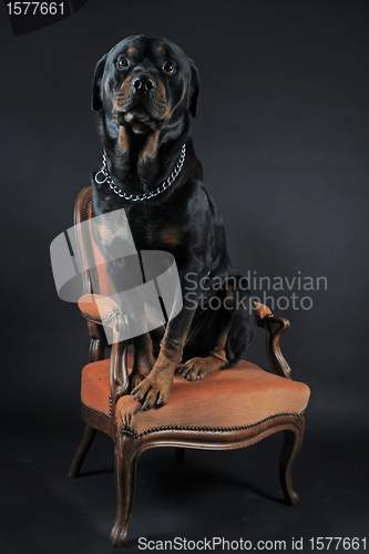 Image of rottweiler on an armchair