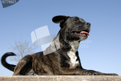 Image of staffordshire bull terrier