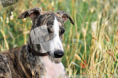 Image of puppy whippet