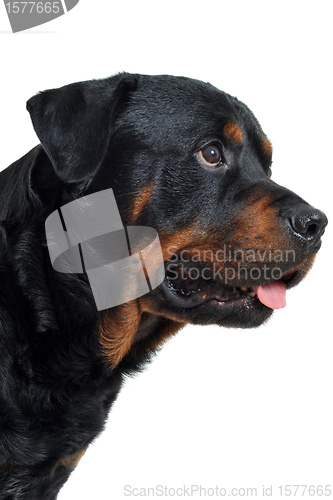 Image of rottweiler