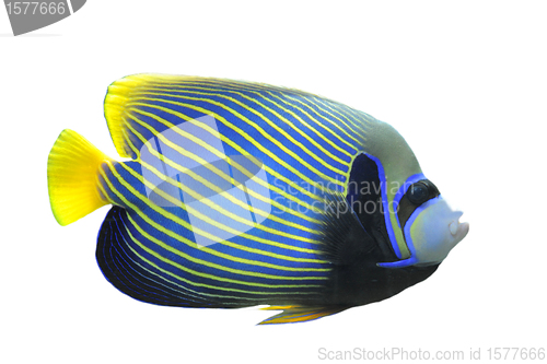 Image of Emperor Angelfish
