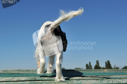 Image of back of dog
