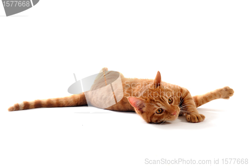 Image of ginger cat 
