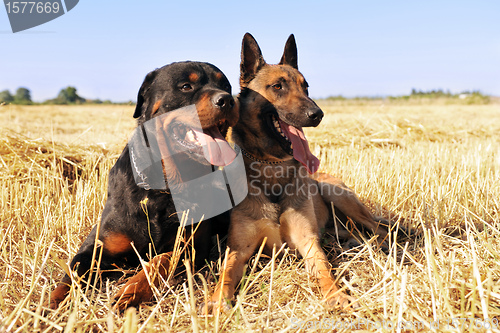 Image of malinois and rottweiler