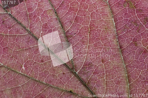 Image of Fall leaf macro