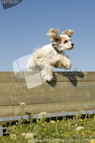 Image of american cocker in agility