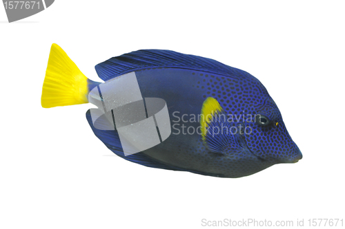 Image of blue Tang fish